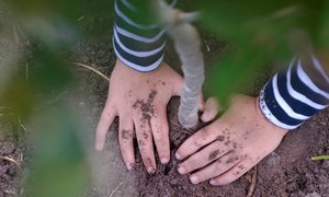 Reforest Fun For Africa - Weekend Update Week 19